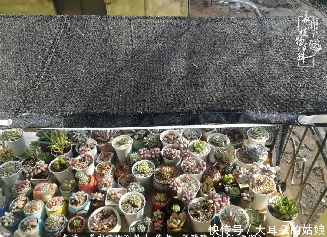 沉淀|用多肉记录时间的沉淀!