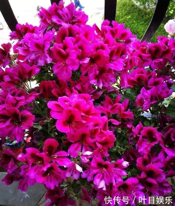1种花太疯狂，花开300多天，剪根枝条插水里就活，当年就开花！