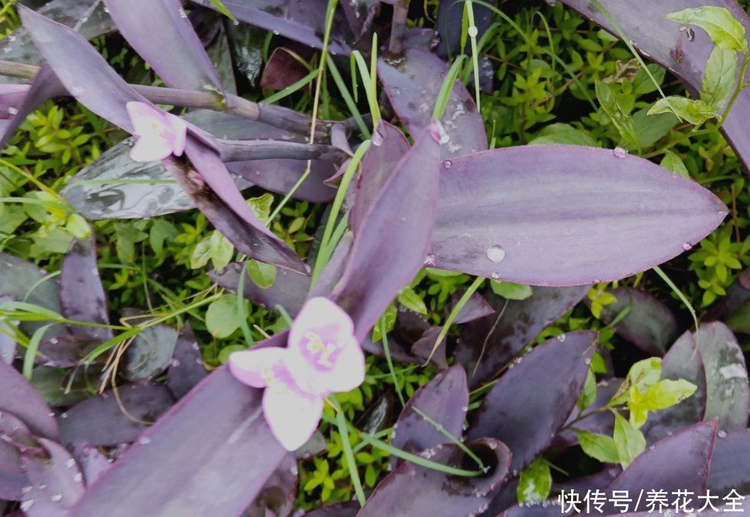 紫竹梅|叶子美过花，简单5个方面，轻松养好紫竹梅