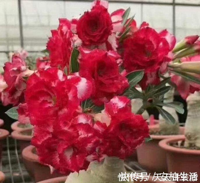 4种漂亮花，好打理易爆盆，一年四季开花不停，阳台变成百花园！