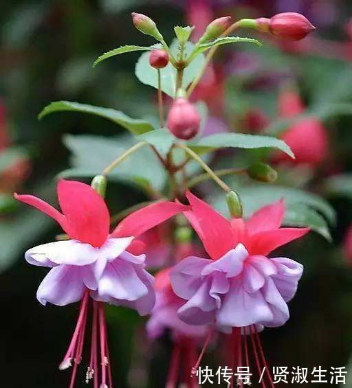 花期超长的10种花,养一盆全年都有花看