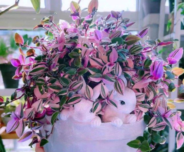 6种绿植不一般,叶比花要好看,摆在家里有格调