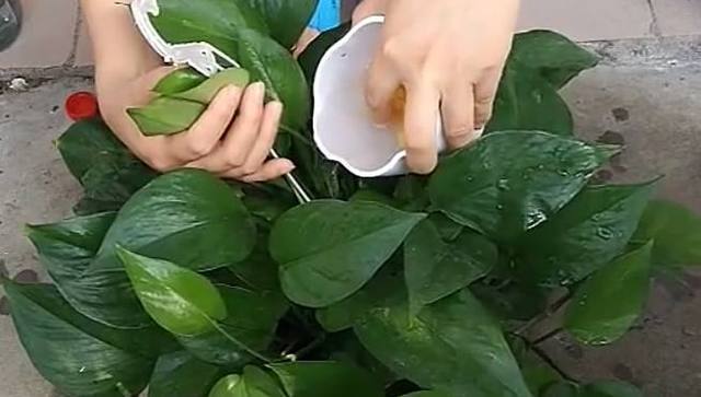 叶子|婆婆用它来浇盆栽绿萝,叶子着魔似的翻倍长,油绿繁茂真喜人!