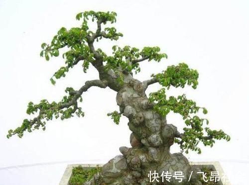 材料|树桩盆景成活以后，树桩材料如何加快苍老速度？有哪些操作要领？