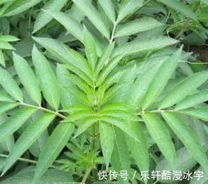 接骨草|农村人相传的接骨草,原来是这样,你见过吗