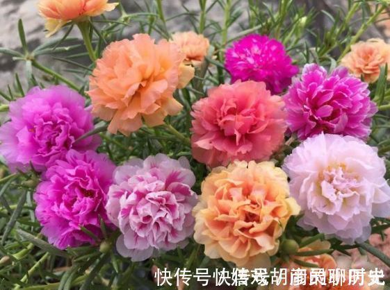 朱顶红|家里养上4种花,直接变成小花园,开花又大又艳,比牡丹美