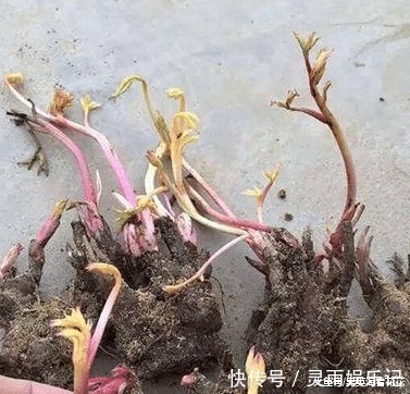 观赏|六种“冻不死”植物,沾土既活,放在家里满屋香!身体还会更健康