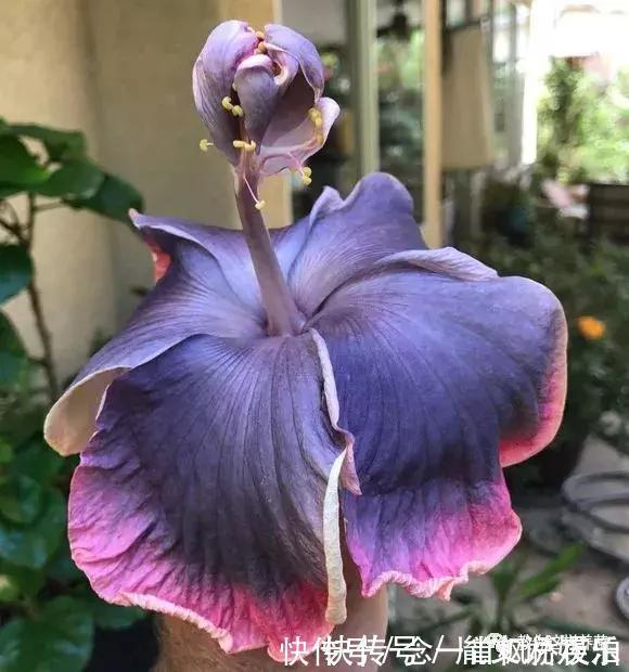 扶桑|1种花一开就是300多天，好养又漂亮，新手懒人都能养！