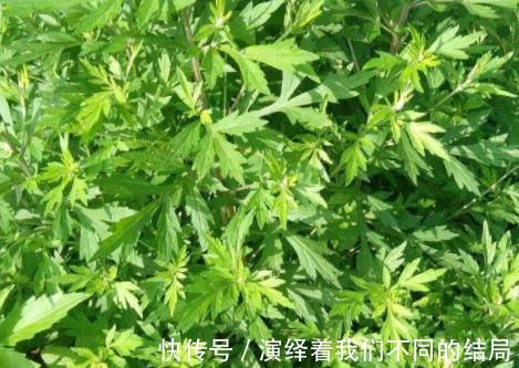 妇科疾病|想要做一个“无炎症”女人，抓紧把这几种食物吃起来！