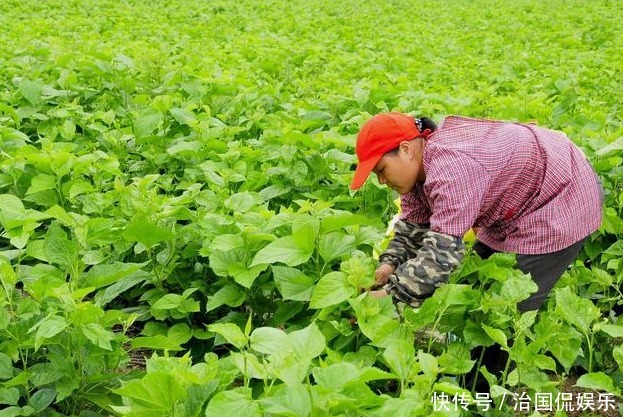 中年|小小桑叶功劳大，天天泡水喝，15天后会有天大的好事发生