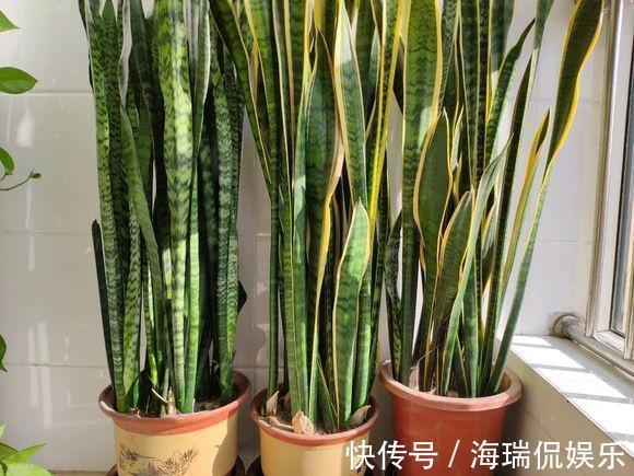 特区|养虎皮兰,就4个“特区”,一窜一米高,盆盆爆满