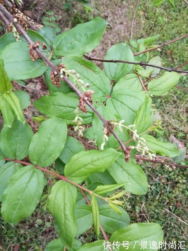 龙葵|门口的果子像“龙葵”,赶紧要拔掉、千万别吃,会中毒