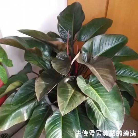 腐叶土|3种福运花,自带福气好养活,旺财又旺宅,而且观赏性强