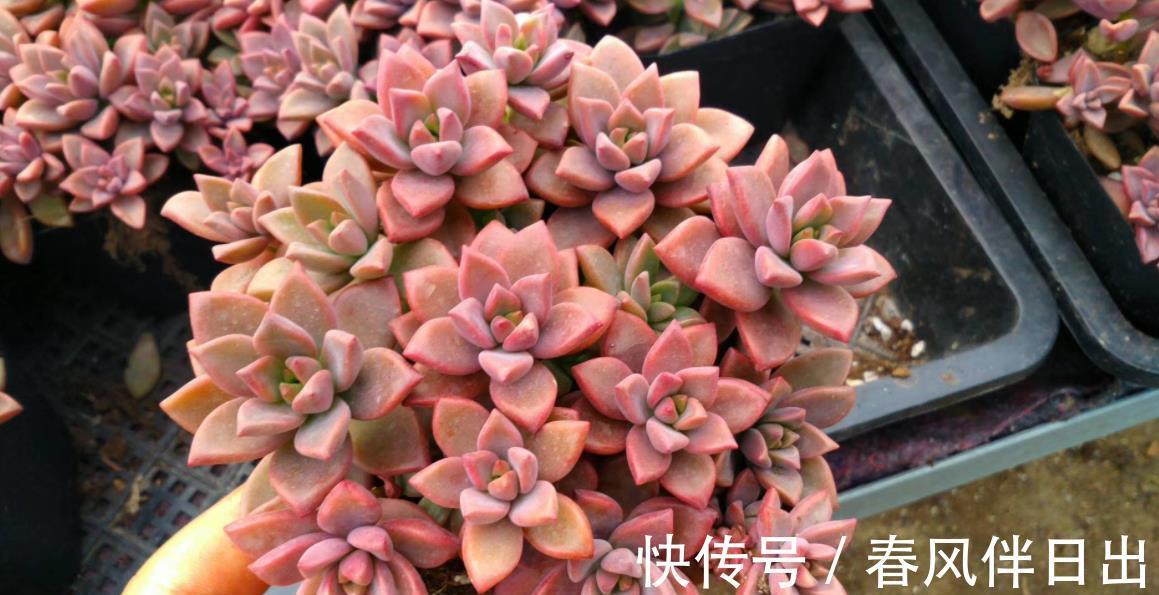 白牡丹|3种适合新手的多肉植物,学会控水,易群生养成漂亮小老桩
