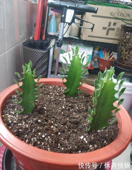 龙骨剪个叉，沾土就生根，长到“比人高”，放在门口最镇宅