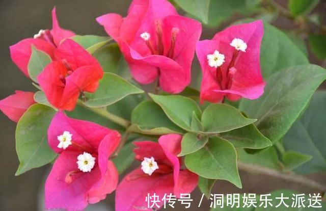 养护|夏天想要养好三角梅，想要它开花不断，几点养护很关键