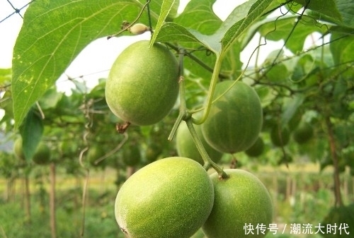 “天然止咳药”找到了,常用此果泡水,润肺生津,冬天不咳嗽