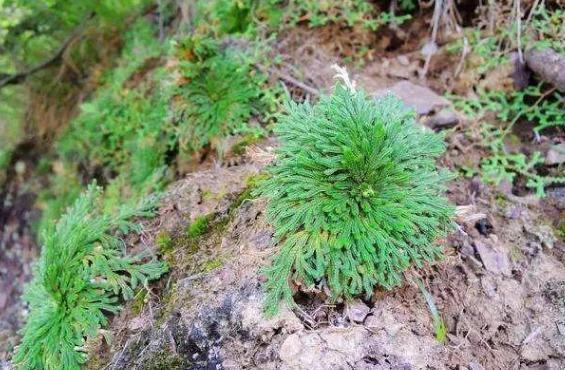 养卷柏无需花钱买幼苗，野外寻些带回家，这样处理制成漂亮盆景