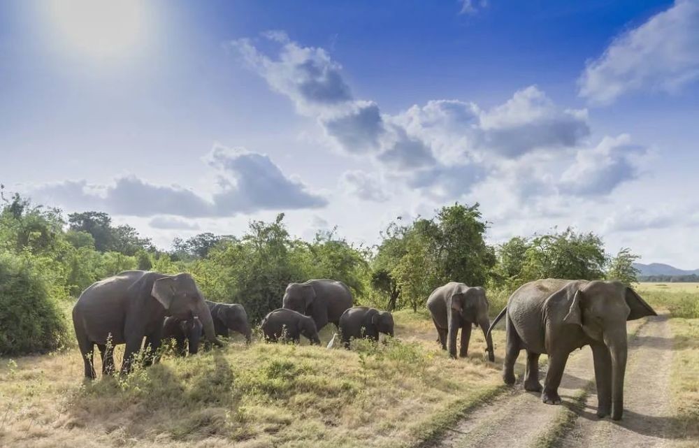 陈寅恪考证华佗是五天外国之音,曹冲称象为假,谬矣!