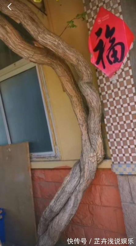 杀虫|家里有小院子,三种花草不要种,容易泛滥招蛇虫,很多人都害怕