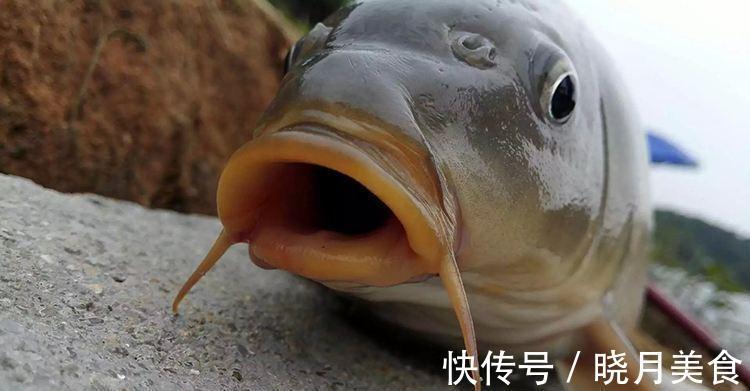 寒冬钓鲤鱼,钓饵味型这样配,天气再冷,也有鱼口