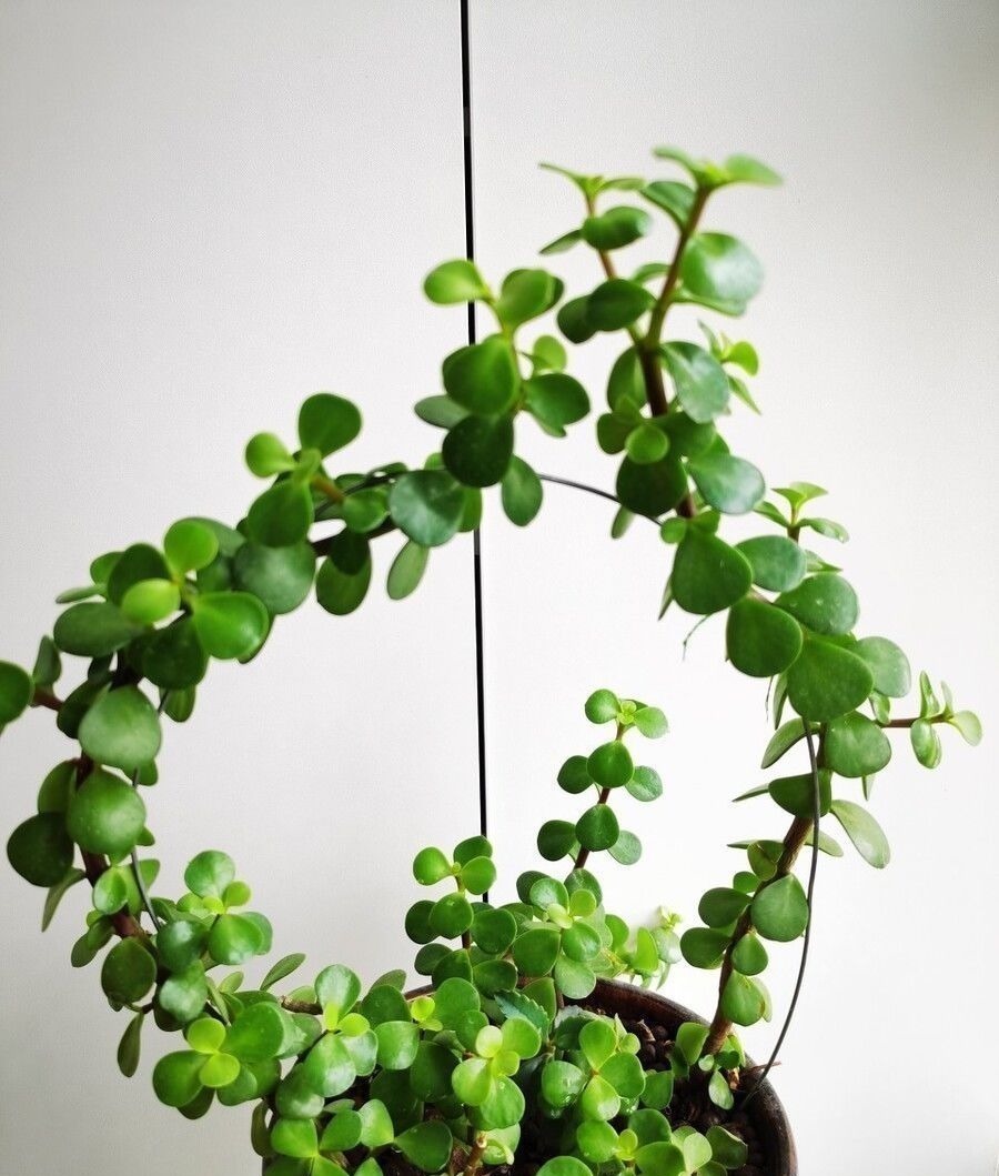 阳台上|金枝玉叶买回家,叶子哗哗掉,问题出在环境,学会缓盆是关键