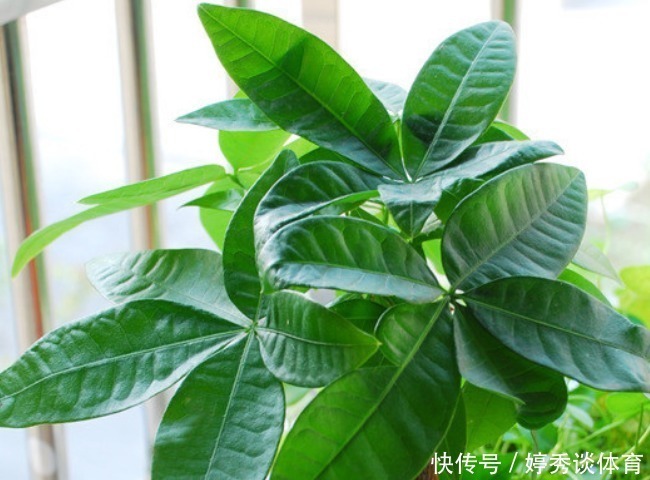 种花|家里的这4种花不要轻易送人,养人又镇宅,有钱人都爱养!