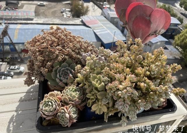 幸福|小小的幸福,多肉露养到秋天的收获
