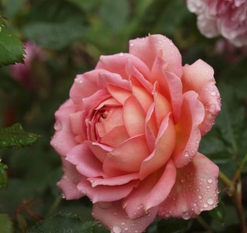 “高档玫瑰”银禧庆典,花开梦幻,爆成花海,可以说是养花必备