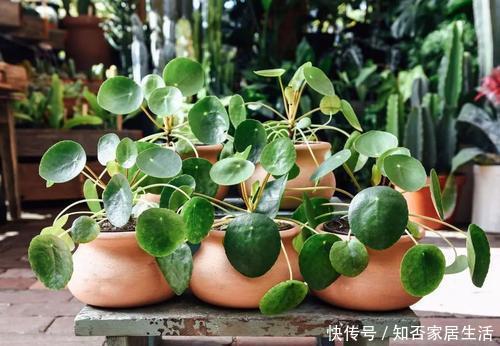 客厅|客厅养上几种花,大气上档次,好看又好养,值得拥有!