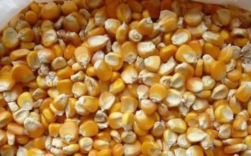 玉米钓大物，几个使用小技巧，值得一看！