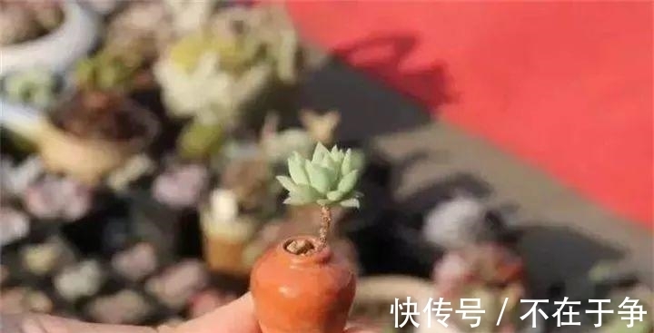 白美人|“拇指大”的花盆,被她塞了几十棵多肉,养一年都不是事!