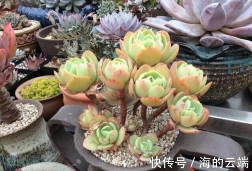 养多肉碧桃,做好几件事,遇水疯长,清丽动人,养成群生小老桩!