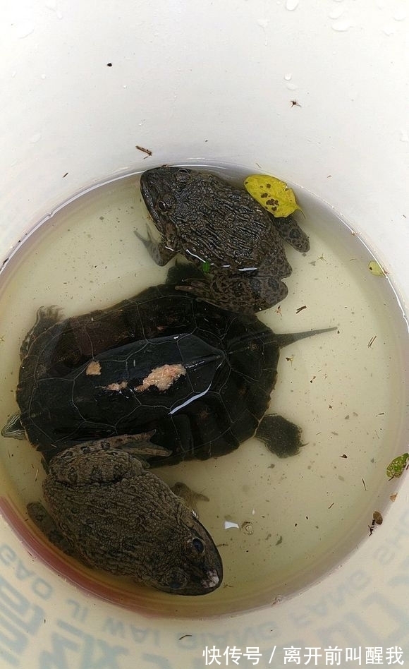 青蛙|河里全是“癞蛤蟆”和受伤的乌龟，为何忽然大量出现？