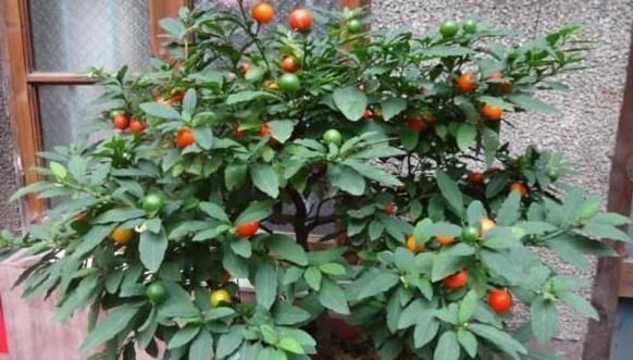 养花|养花不如种这“果”，沾土就活，阳台种一盆，果子挂到来年3月
