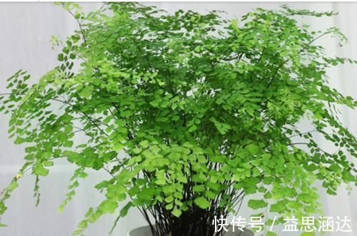 铁线蕨|天气转暖,家里的六种花不能让晒太阳,很容易就被灼伤