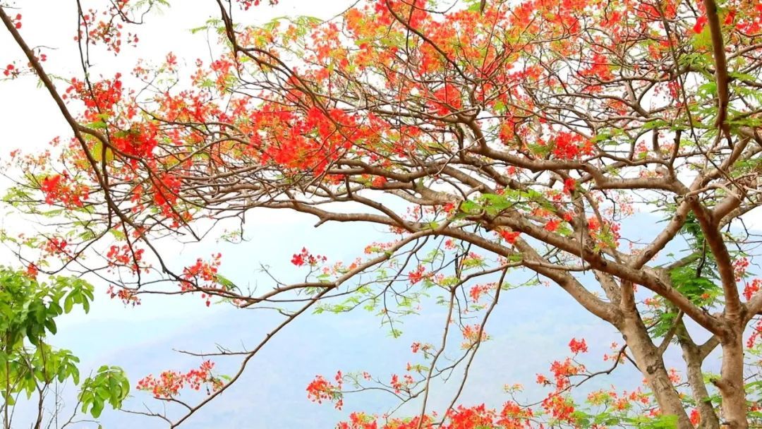 游 客|施甸凤凰花：太阳遗落在人间的衣裳