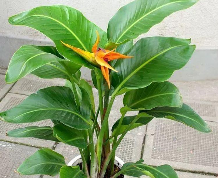 养护|庭院选这几款花,沾土就能活,开花就爆盆,不易生病好养护