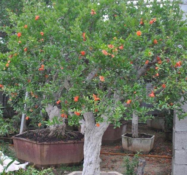 石榴老桩这么栽，做对“4点”，花多、果大、满树都是