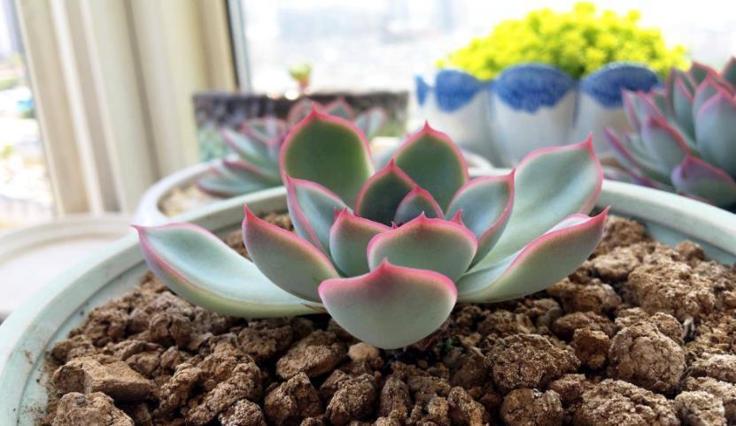 花友|夏季入手养殖多肉,磨合好这3方面,没有烦恼