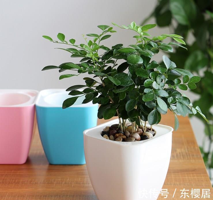 养花|用这3个小妙招养花,不谨慎小心点,真的会出错
