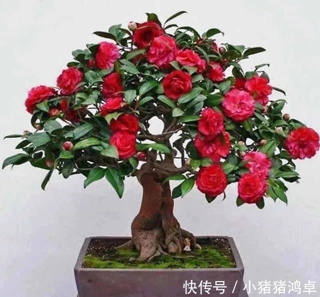 聪明人爱养这八种“守家树”,护宅吉祥保平安,养好了都是传家宝