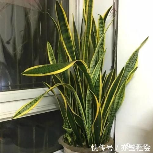 虎皮兰不长新叶子,在花盆里埋点“小东西”,开春呼呼冒新芽