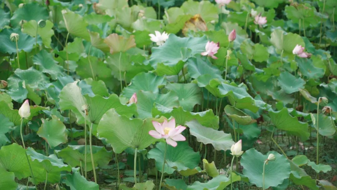 指数|跟着赏花指数嗨起来，在这邂逅花海中的诗和远方