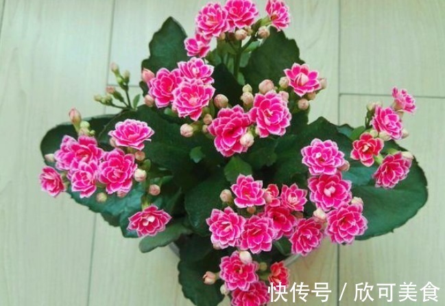 此花典型的“寿星花”,漂亮又喜庆,而且耐寒好养,居家养花首选