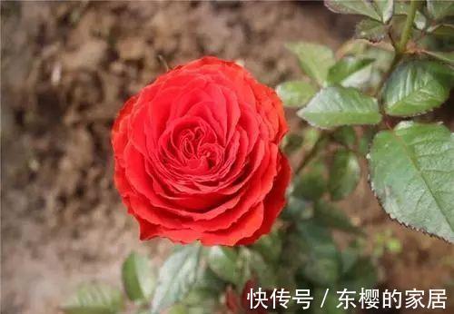 嘘,这款月季名字真是太羞耻了,耐晒耐雨抗性好,一点娇气都没有