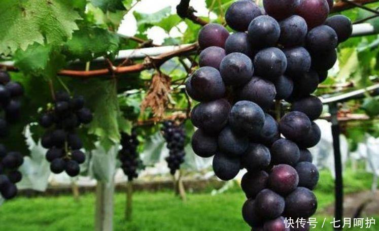 猕猴桃|人到中年想长寿,常吃3种食物,调理肠胃,延缓衰老,增强免疫力