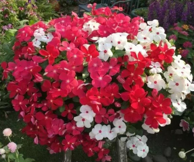 越剪越旺的“3种花”，开花多到爆盆，不见叶子只见花，美！