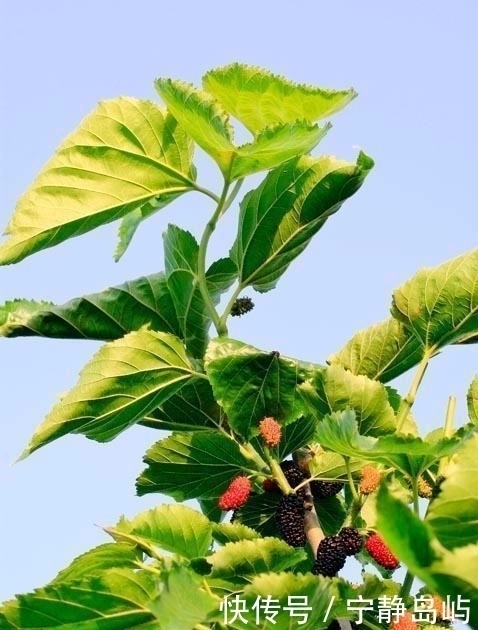 桑叶|请注意,如果家有桑树,“此时”请采收2种药材,错过了很可惜