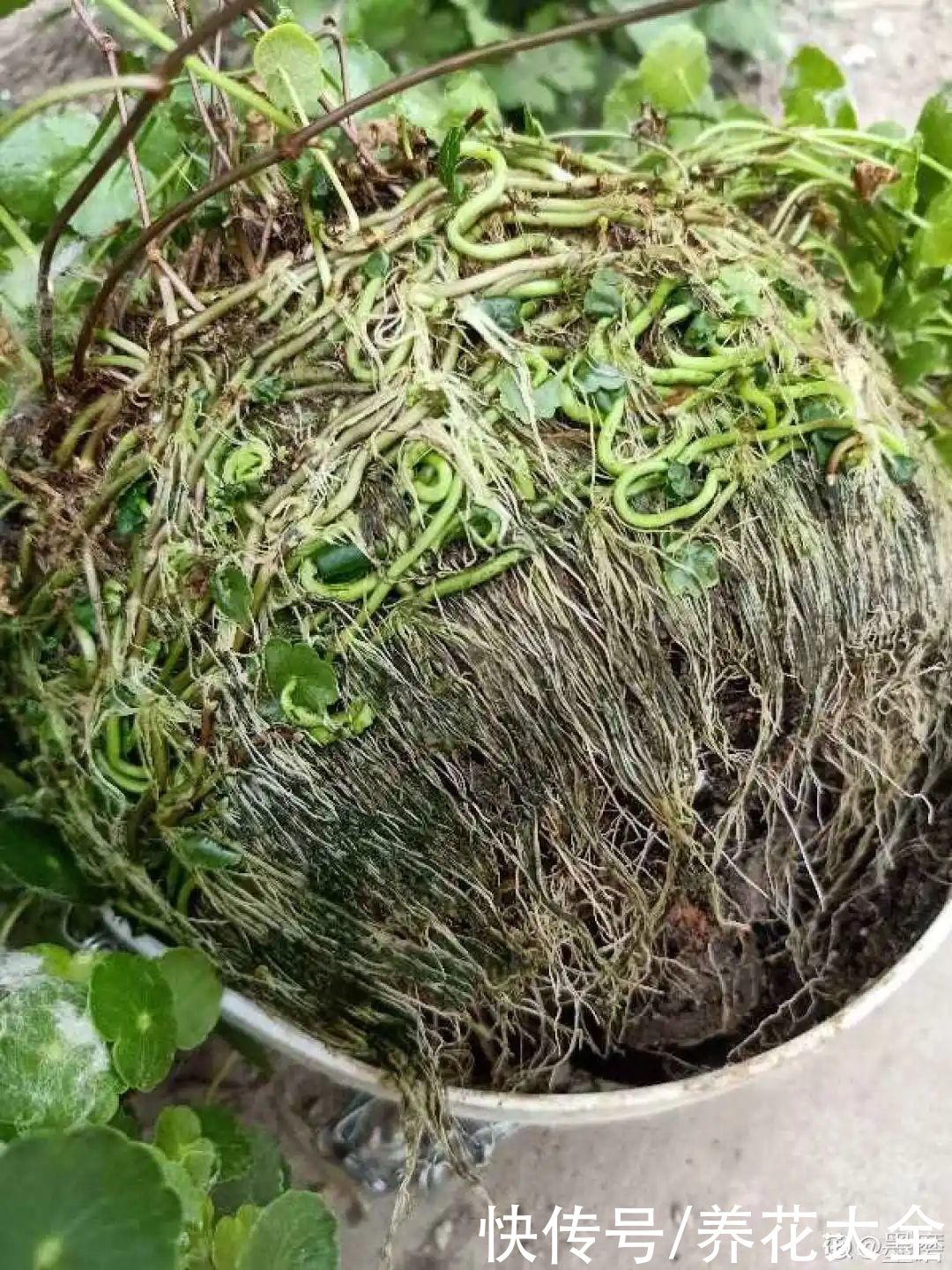 花苞|3种花，开花就会死，长花苞就赶紧剪掉